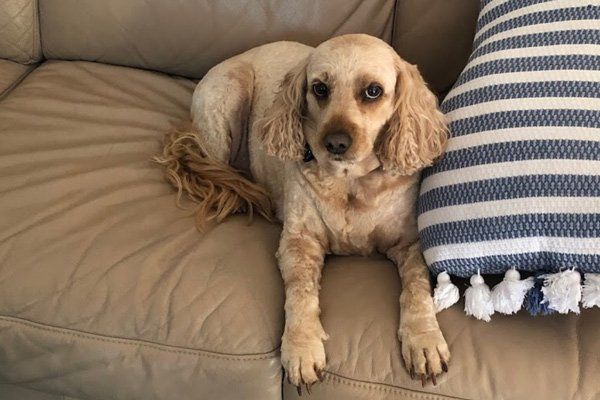 Milly the Spoodle