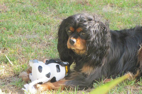 Chelsea the Cavalier King Charles Spaniel