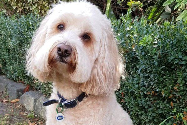 Kobi the Spoodle