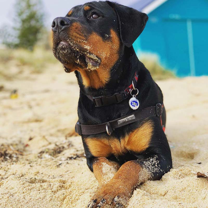 Lexi the Rottweiler