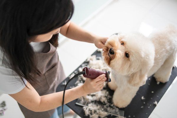 small white dog being groomed