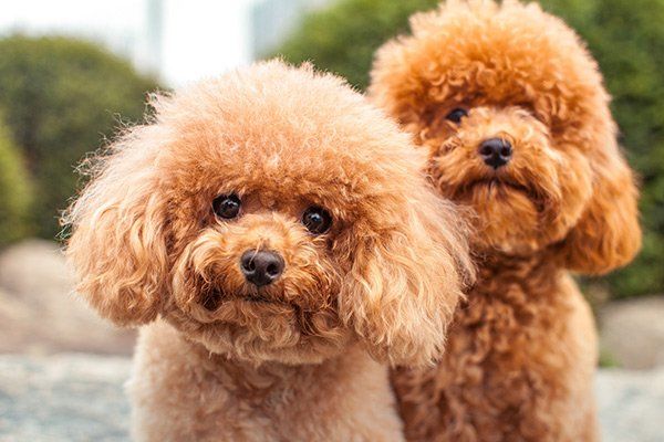 two dogs