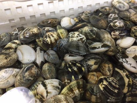 vongole