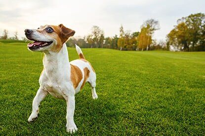 Smiling Dog — Lawn Services in Ault, CO Smiling Dog — Lawn Services in Ault, CO