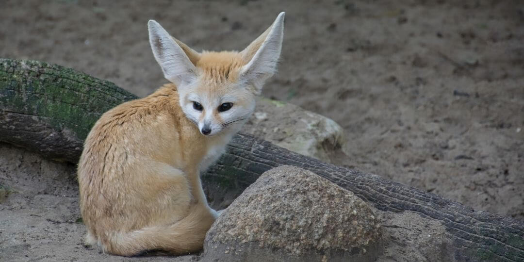 fennec fox sitting near a rock and log