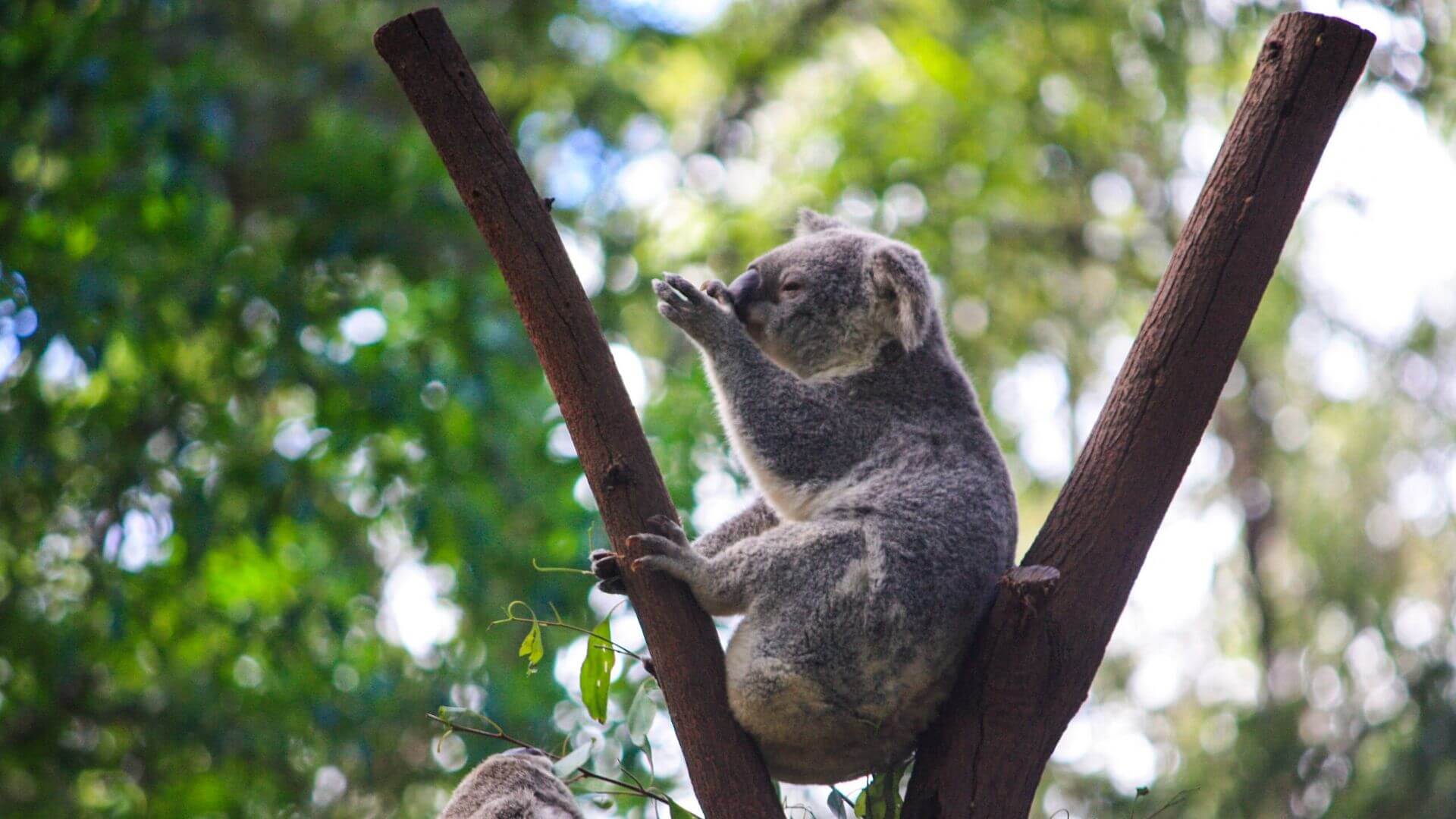koala sitting in a tree