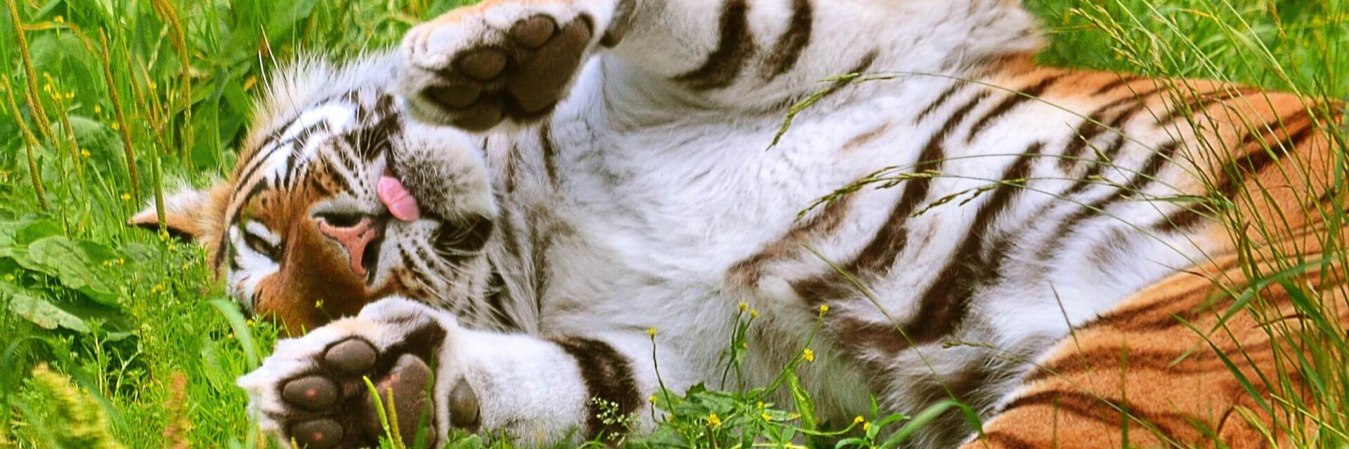 tiger rolling in grass