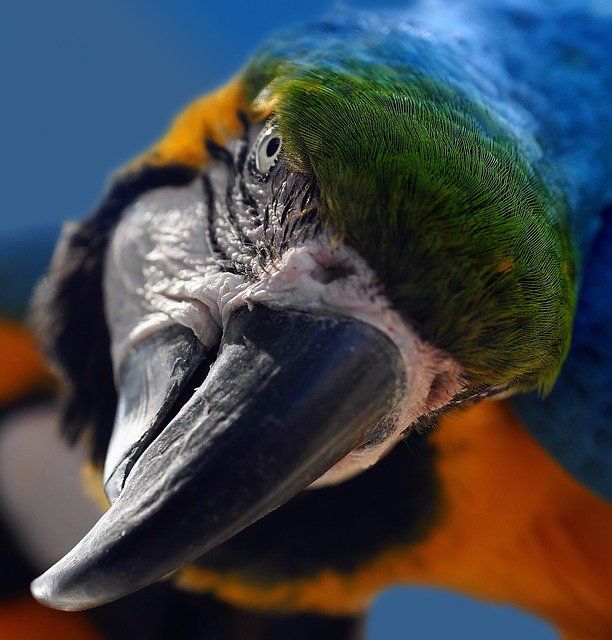 Parrot