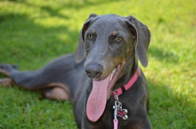 dog in grass