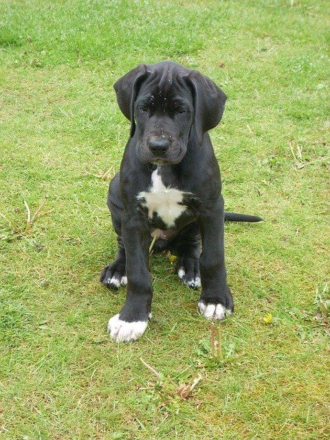 puppy in grass