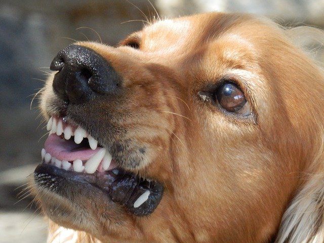 Angry Dog