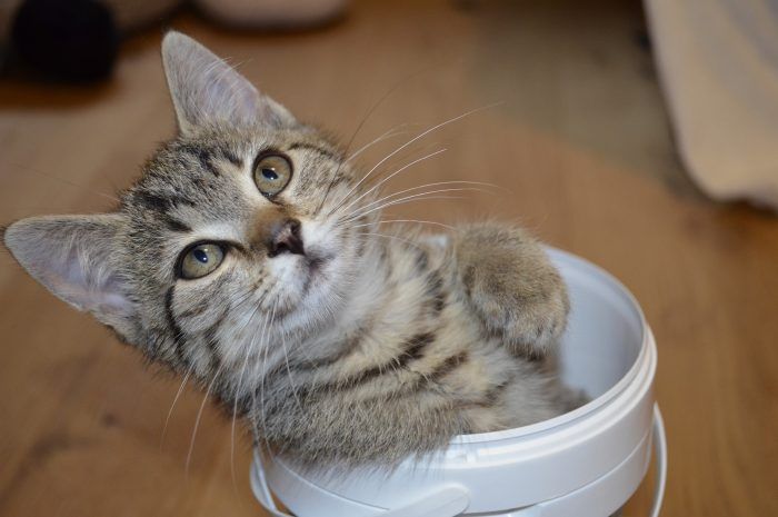 Cat in a bucket