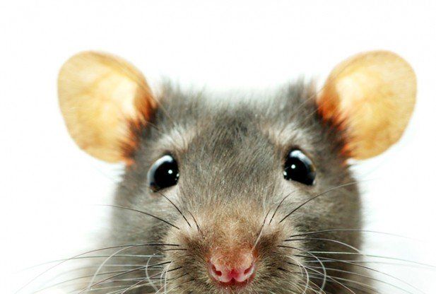 mouse