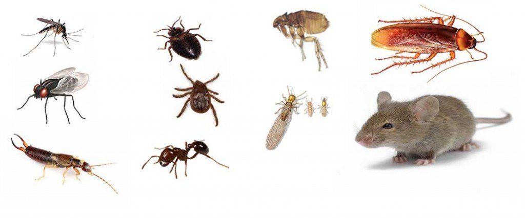 rodents and insects