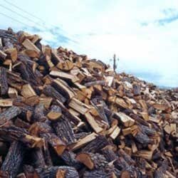 Oak - Landscaping Services in Albuquerque, NM Oak - Landscaping Services in Albuquerque, NM