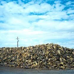 Mesquite - Landscaping Services in Albuquerque, NM Mesquite - Landscaping Services in Albuquerque, NM