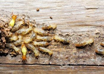 Termite Control — Termite on Wood in Medford, NJ Termite Control — Termite on Wood in Medford, NJ