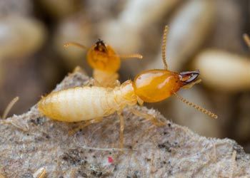 Termite Treatment — Close Up View of a Termite in Medford, NJ Termite Treatment — Close Up View of a Termite in Medford, NJ