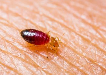 Bedbug Service — Baby Bedbug on Skin in Medford, NJ Bedbug Service — Baby Bedbug on Skin in Medford, NJ
