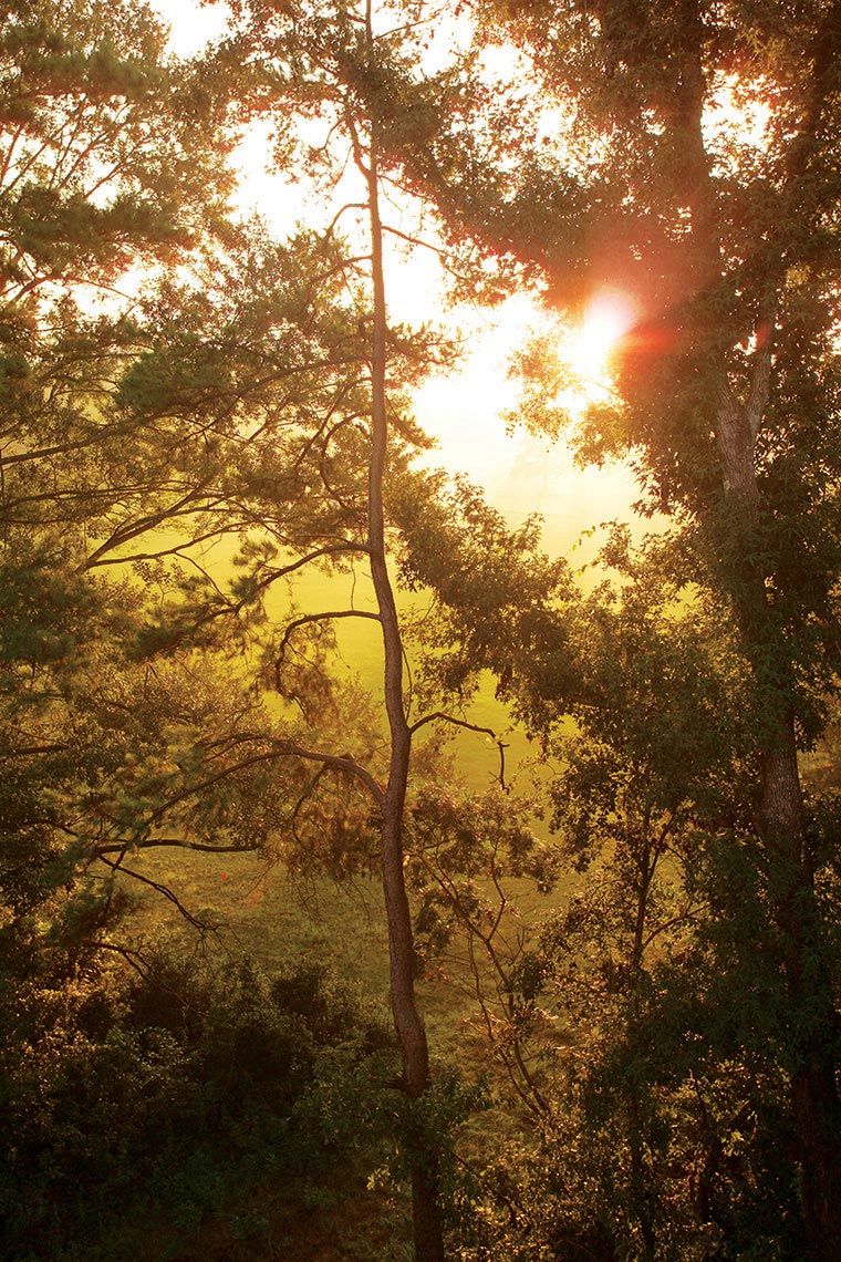 Oak trees