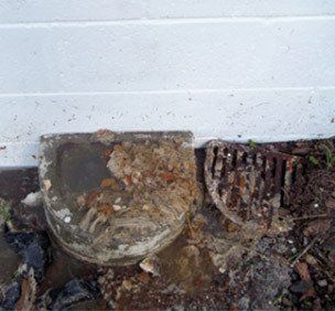 Drains in Auckland