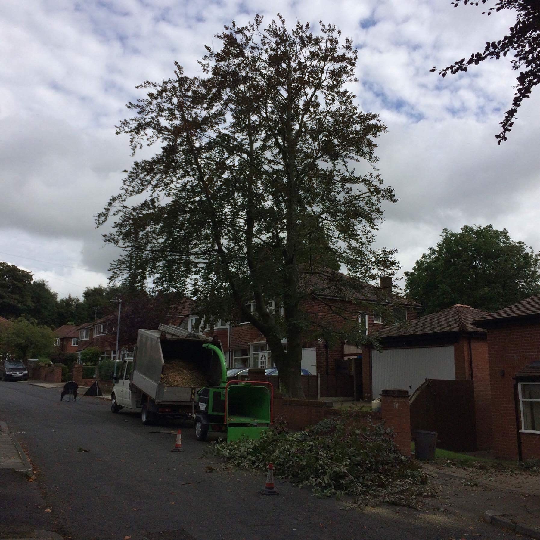 Large beech reductions after