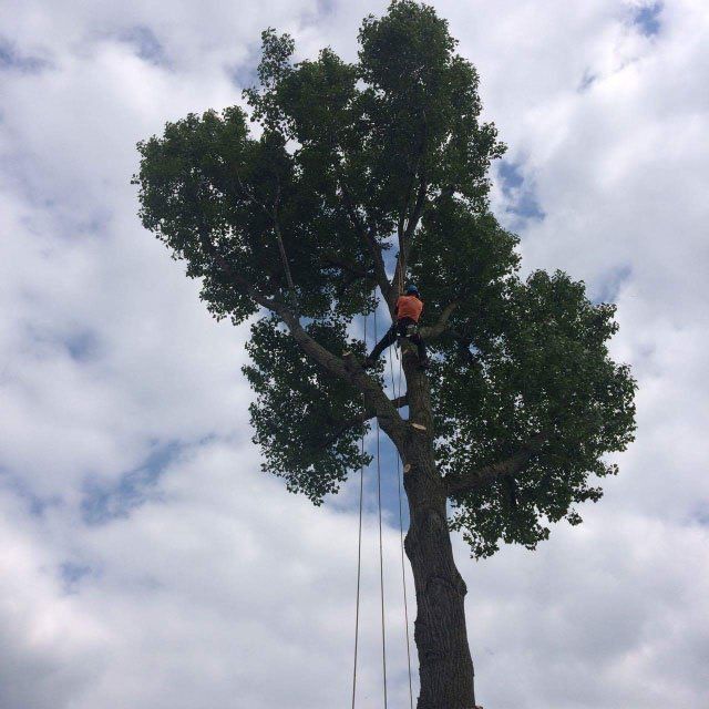 tree felling before
