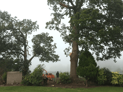 trees