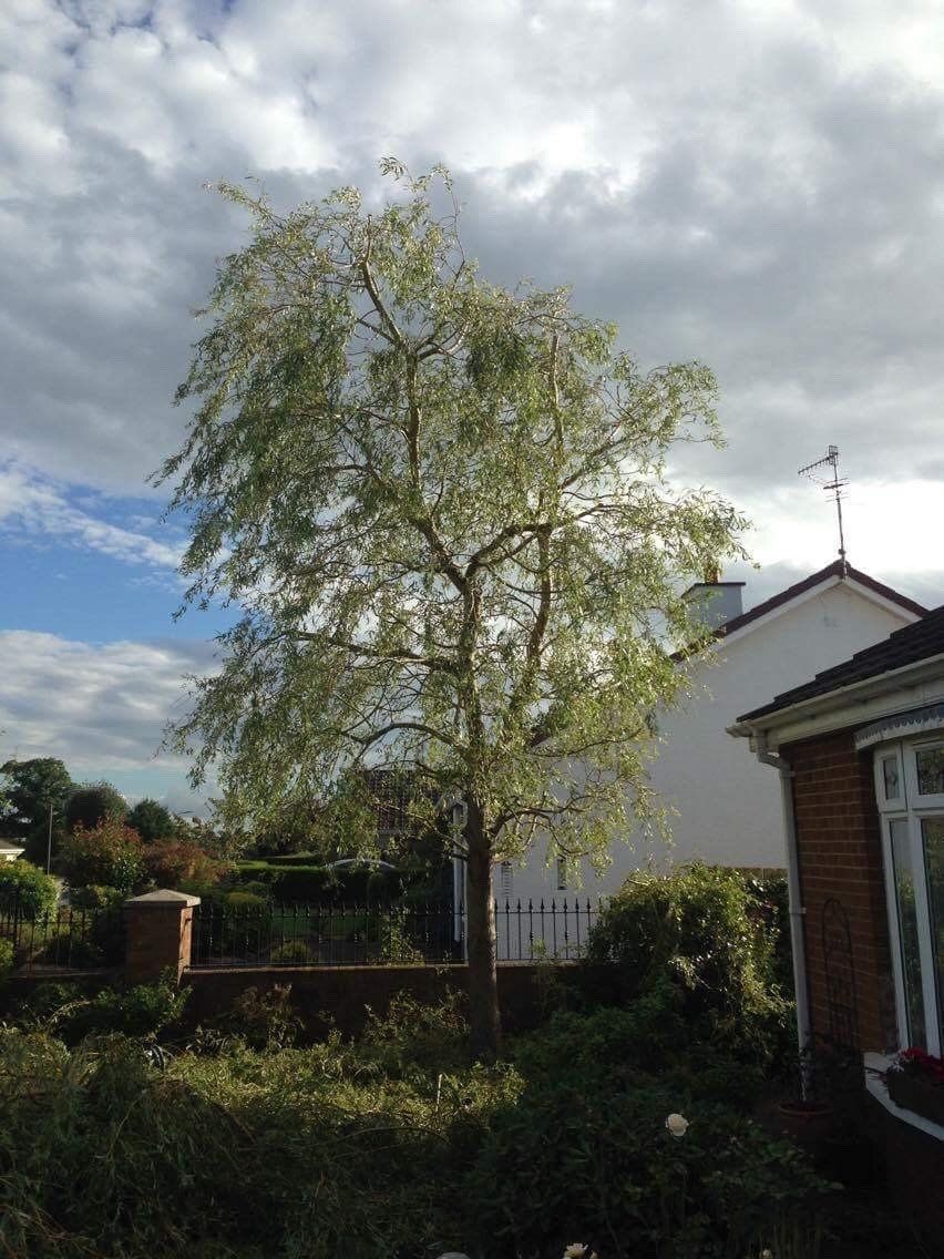 after pruning