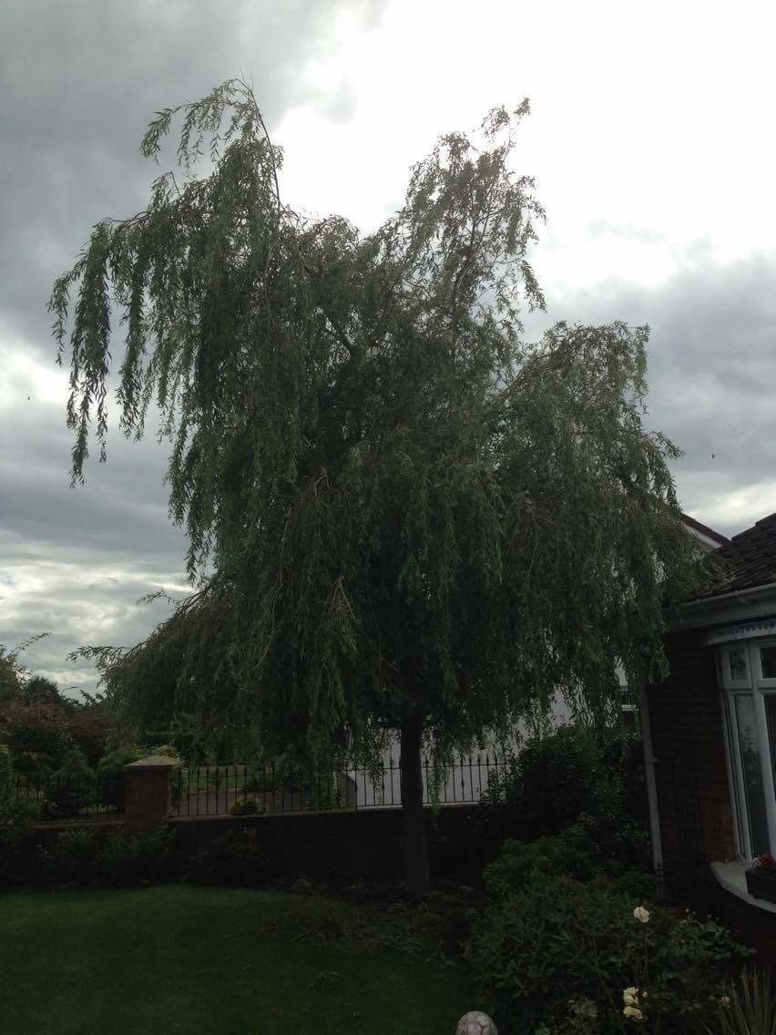 before pruning