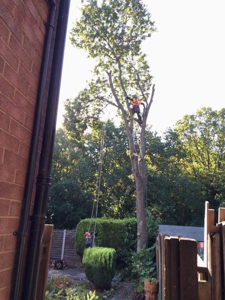 a tree surgeon