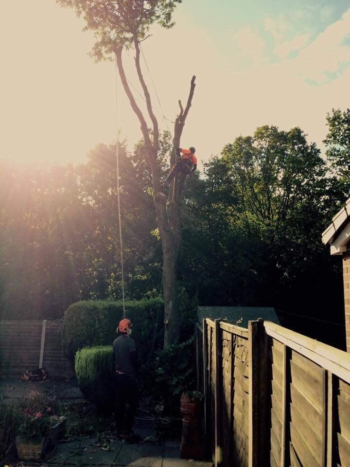 tree cutting
