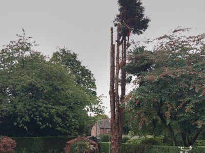 tree reduction