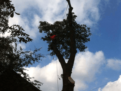 tree felling