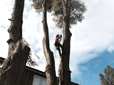 tree surgery