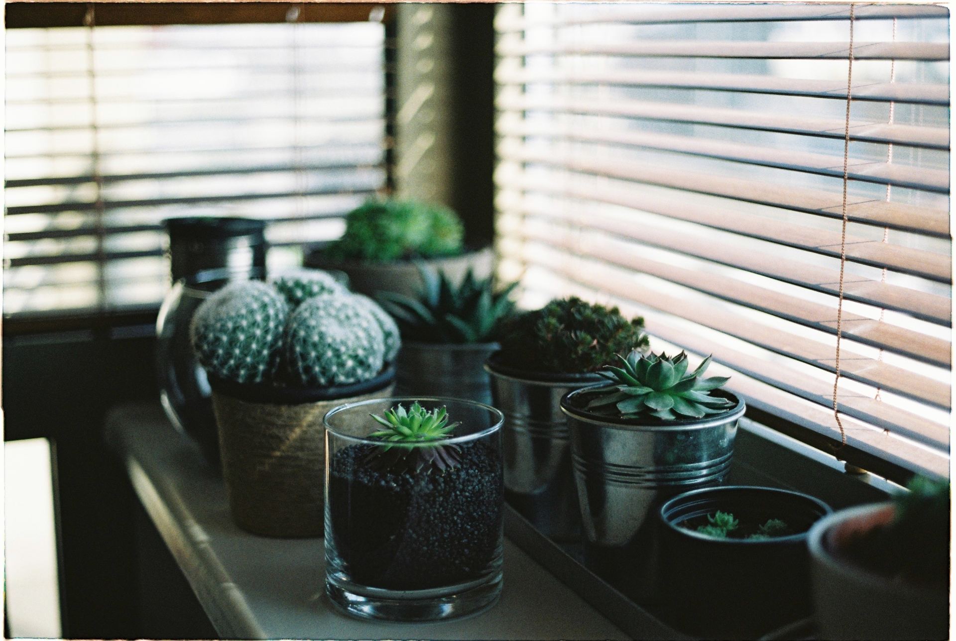 blinds and plants