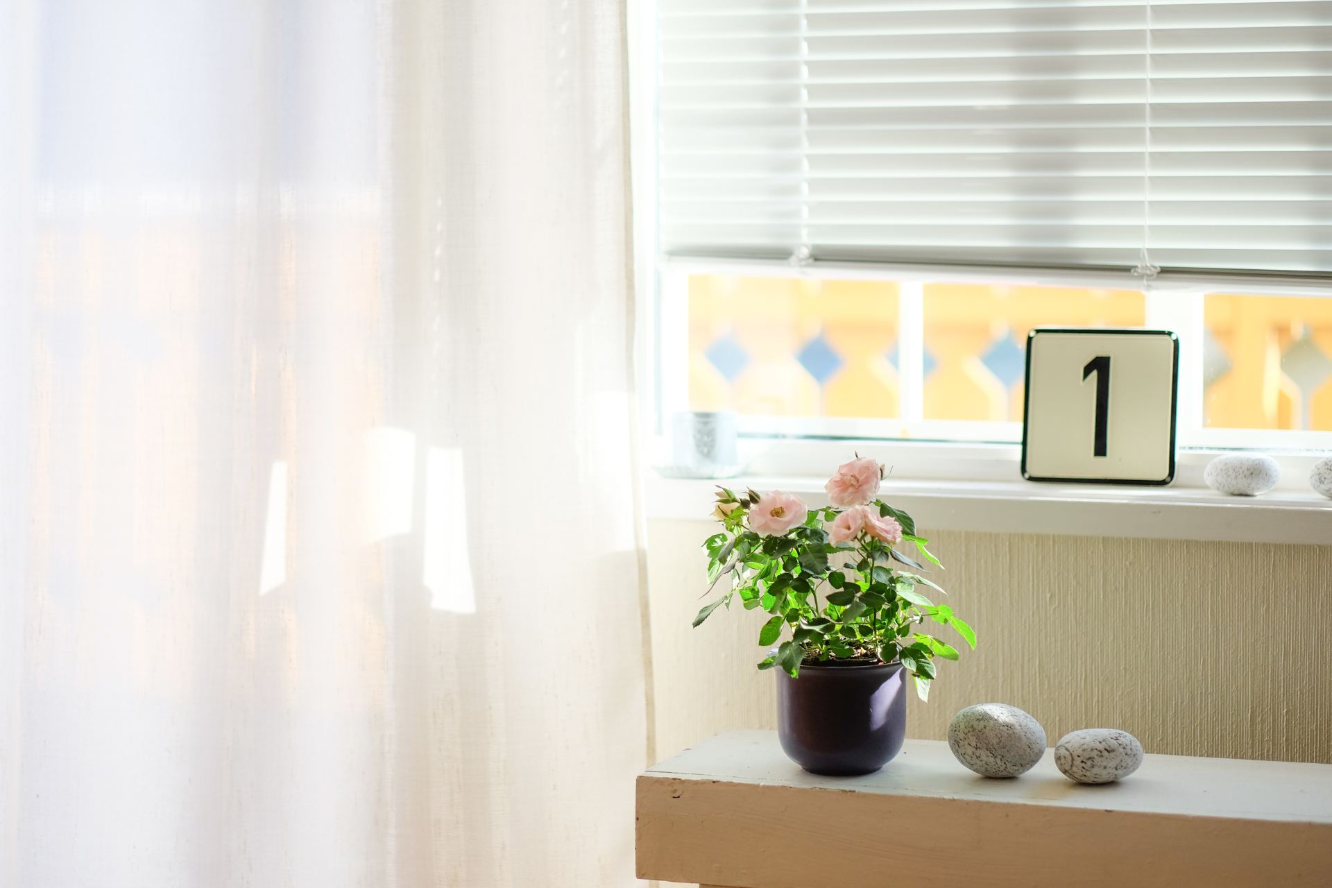 plant on window sill