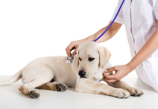 ambulatorio veterinario