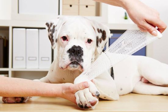 cane dal veterinario