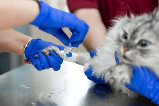 gatto con siringa iniettata