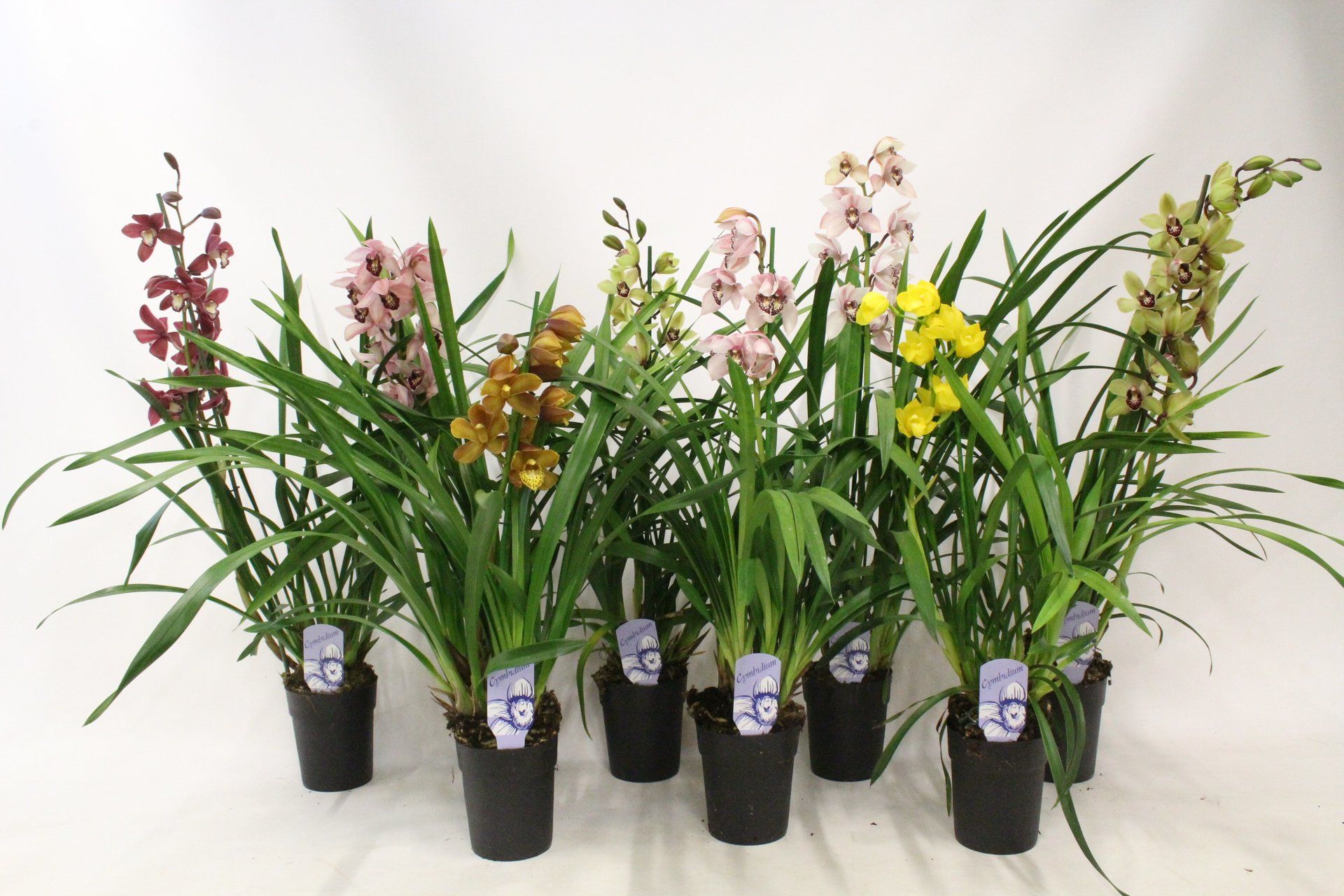 3 4 TAK MIX SCHOLTE ORCHIDEEEN