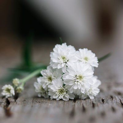 white flower