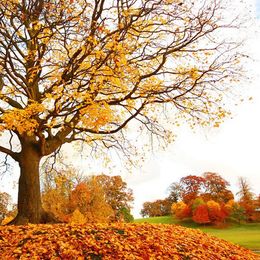 graphic of a tree with yellow flowers