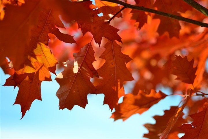 New Hampshire Fall