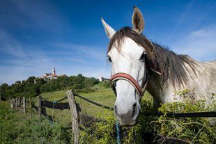 White horse