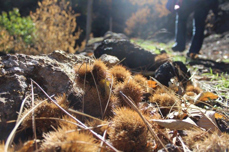castanhas e ouriços