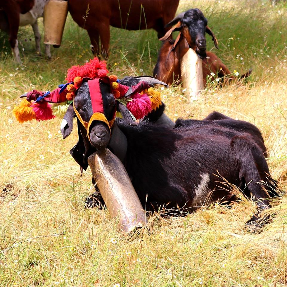 cabras