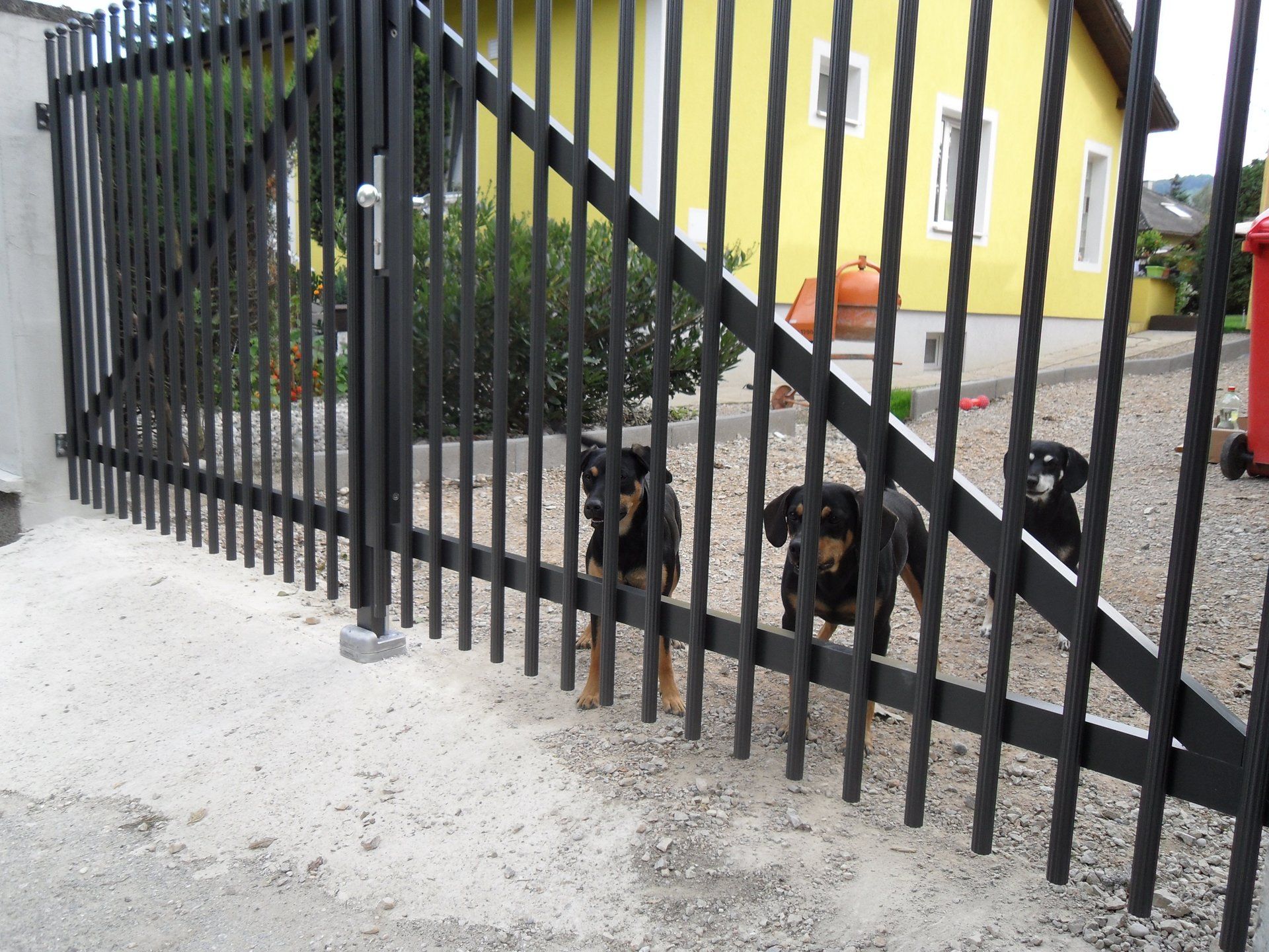 Drei Hunde sind hinter einem schwarzen Zaun vor einem gelben Haus