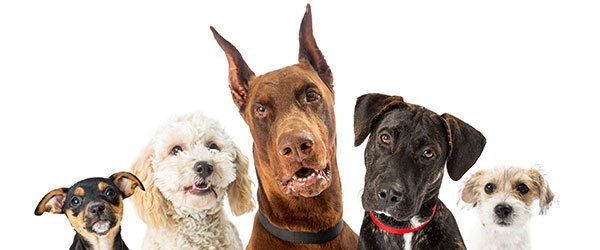 Breeding — Dogs with Different Breeds in Amherst, NH Breeding — Dogs with Different Breeds in Amherst, NH