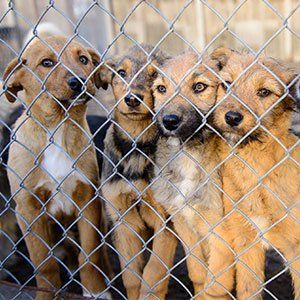Dog Environment — Dogs Inside Kennel in Amherst, NH